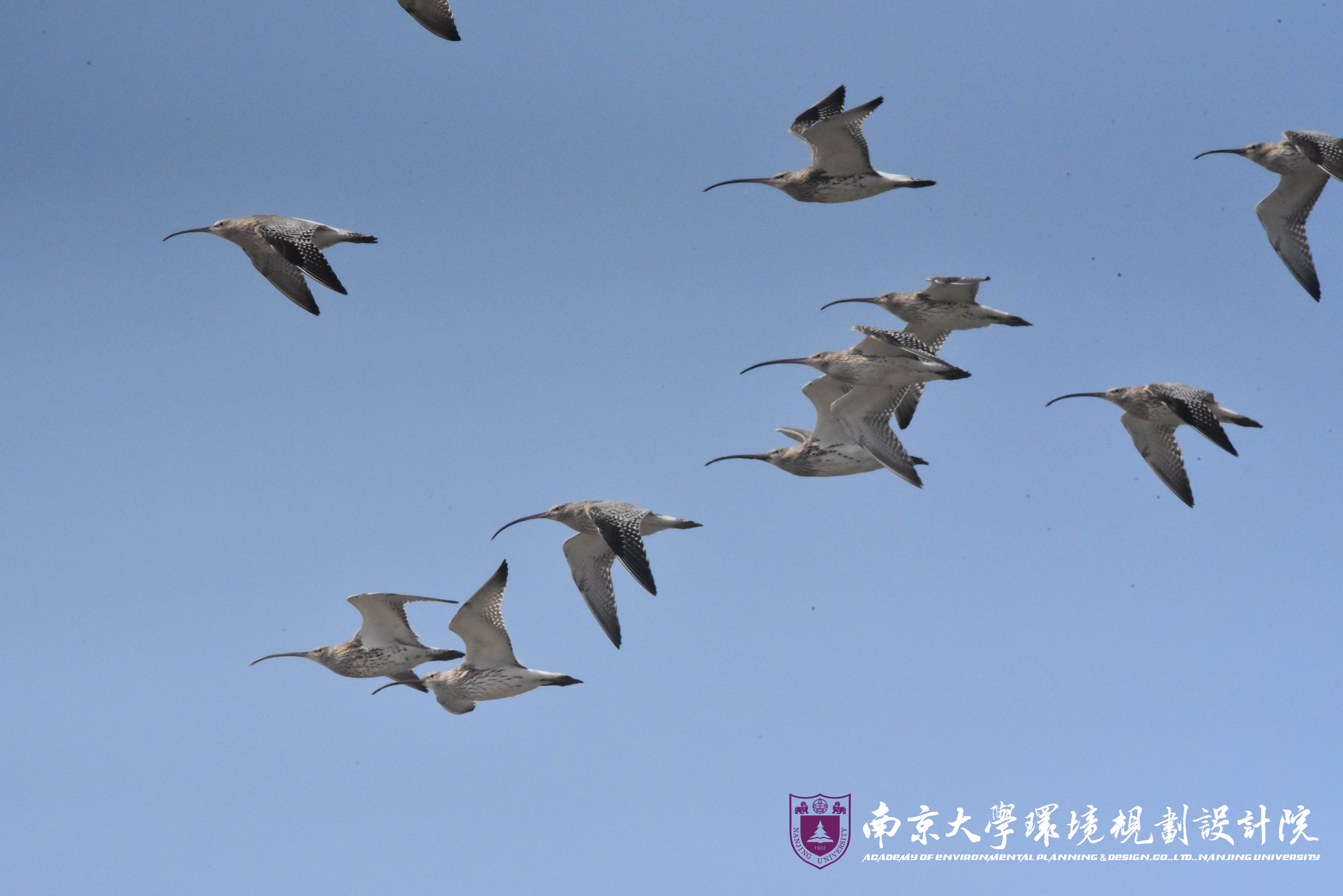 白腰杓鹬.jpg