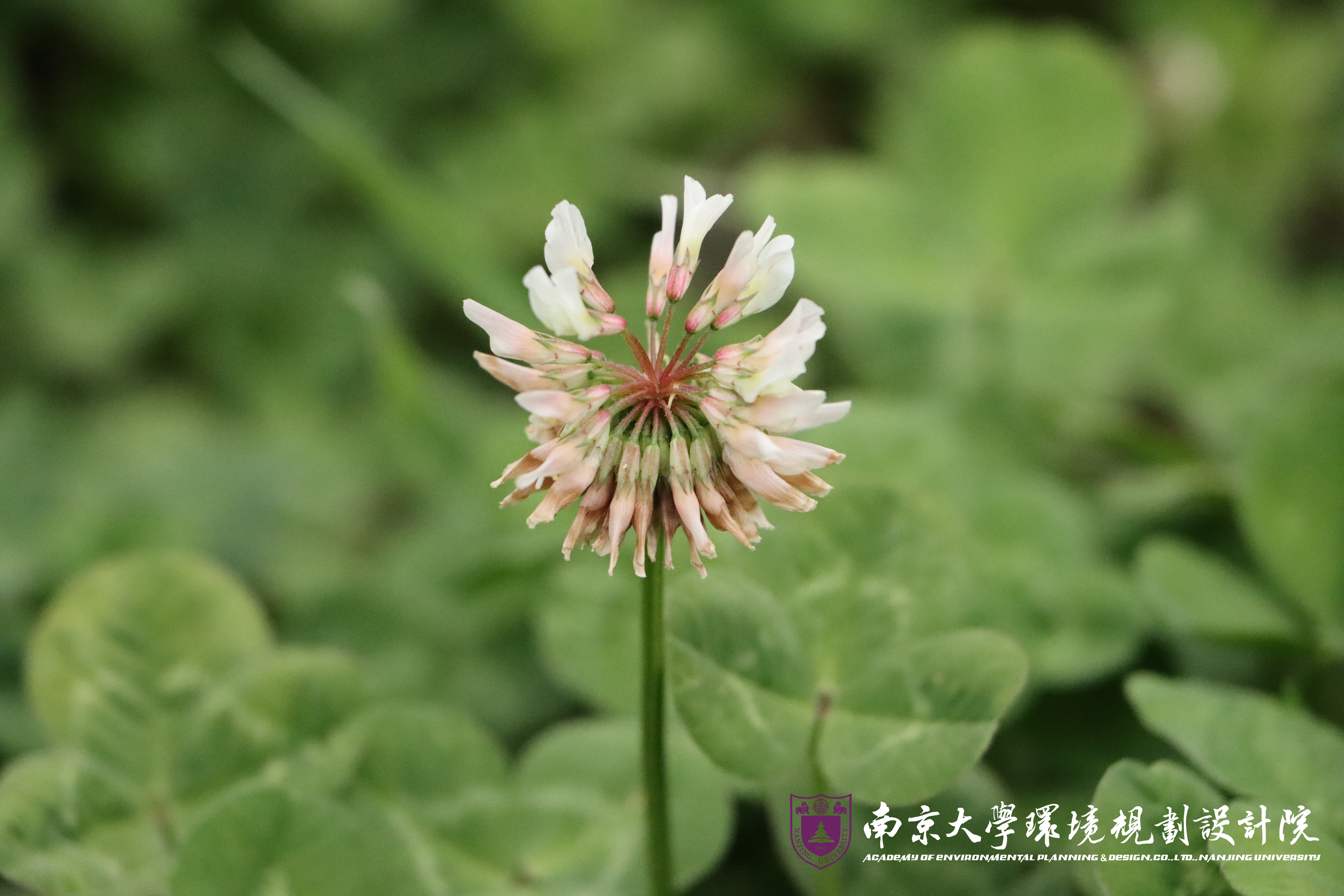 白车轴草.jpg