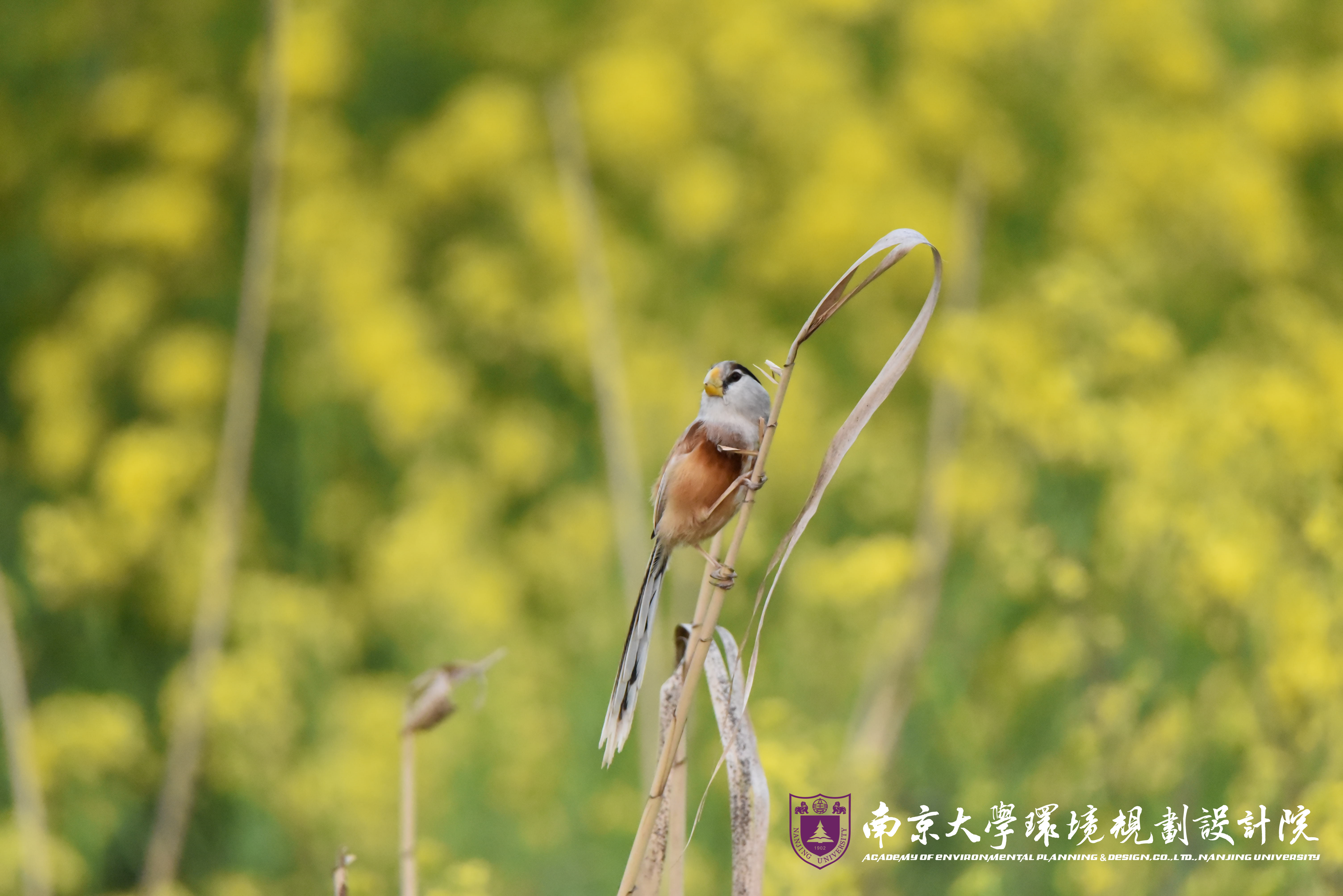 震旦鸦雀.jpg